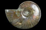 Flashy Red Iridescent Ammonite - Wide #127926-1